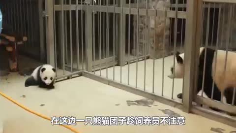 Panda fun