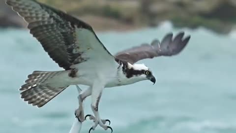 Osprey snatches barracuda from the ocean