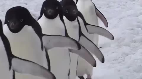 Penguin migration in Antarctica