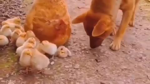 Dog and Hen's love story