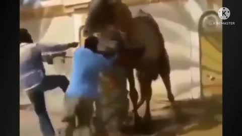 Camel Funny Video 🤣🤣