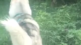 Funny dog find squirrel video