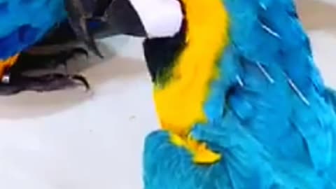 Funny cockatiel macaw parrot bird, love story