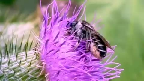 Bee gathers pollen from thistle and packs it on her belly hairs 👏🏽