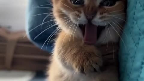 Warm little cute cat video 🐈😺