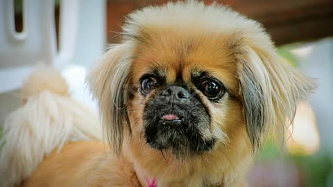 Close-Up Small Funny Pekinese Outdoors Looking at the Camera
