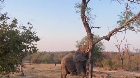 This Elephant make fall of a tree using his Husk