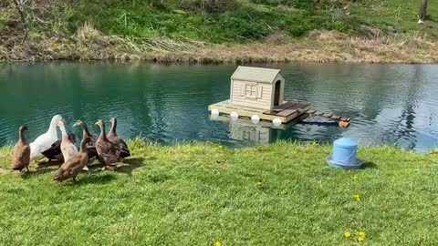 Releasing Ducks in a pond for the first time,watch the reaction