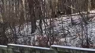 Turkey flying over fence