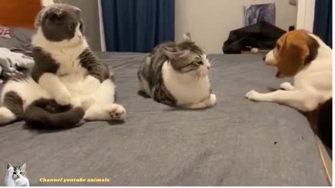 Awesome funny cat and dog video, MUST WATCH