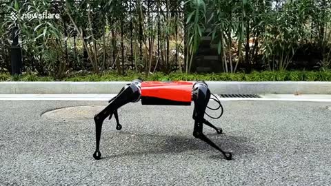 Chinese robot dog