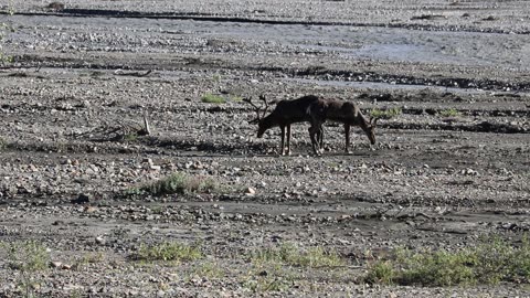 Wildlife Wonders: Caribou in Denali National Park