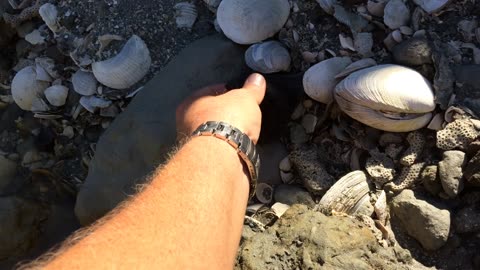 Fossil Hunting