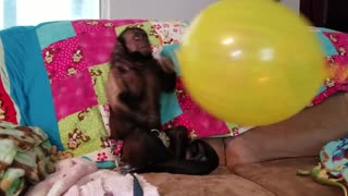 Monkey With His Big Balloon