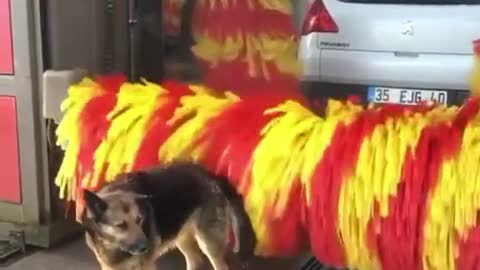 This German Shepard is using the car wash as a petting machine