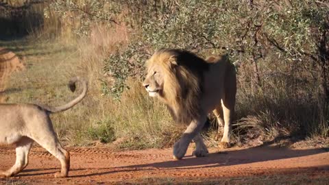 A crowd of lions strolling