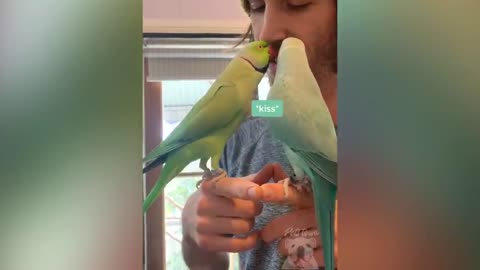 Parrot Talking- Smart And Funny Parrots Video