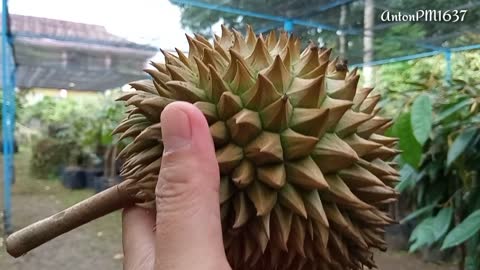 SMALLEST DURIAN IN THE WORLD