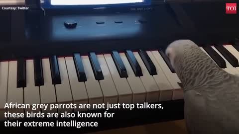 Amazing! Grey Parrot plays tune on Piano