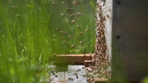 Bees are collecting Honey