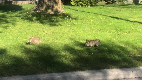 Bugs Bunny and Cotton Tail Chillaxing :)