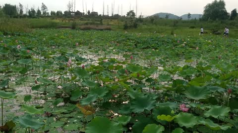 The lotus flowers in the pond are so beautiful