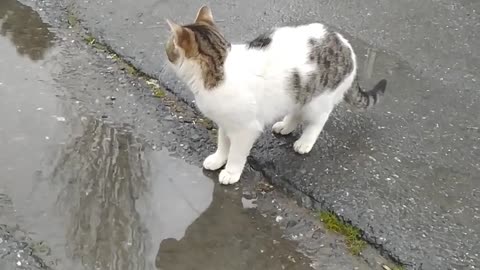 Watch the cat, Henry, lick from the rainwater on the street