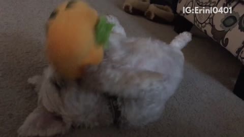 Brown dog laying on carpet on its back playing with pumpkin toy