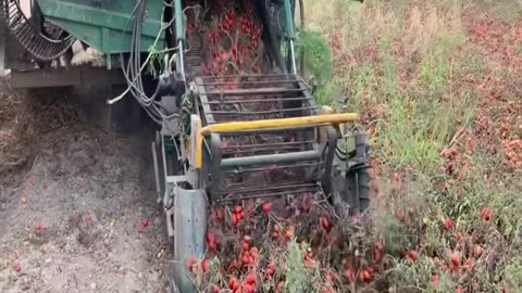 TOMATOES HARVESTING