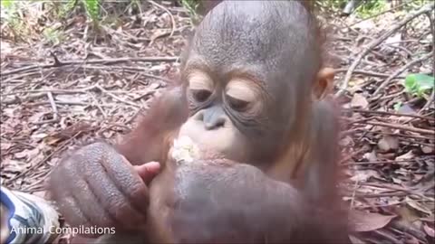 Baby Orangutan Are Adorable - Cutest Compilation