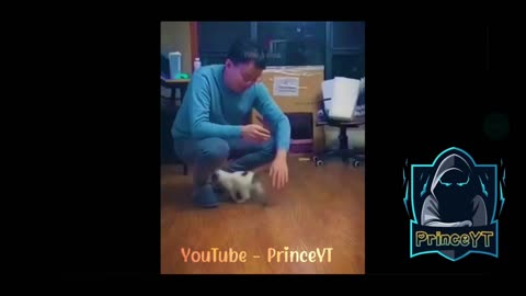 Funny Cat 🤣🤣 Cat Just Dancing Now 😂 Watch Full Video 😘