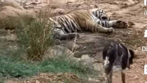 Best denger Tiger video animals