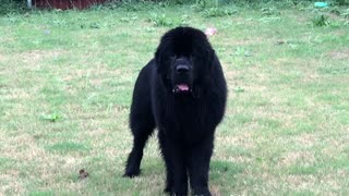 Huge Newfoundland puppy refuses to come inside