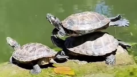 Turtle Balanced