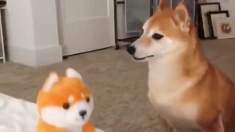 CONFUSE REACTION FROM TALKING TOY.mp4