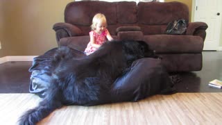 Little girl curious about dog anatomy