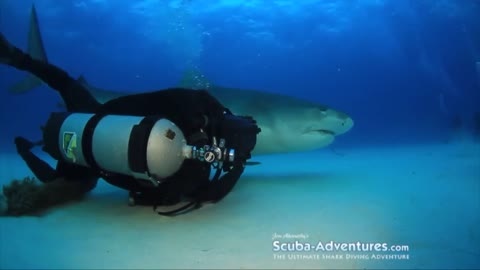 15-Foot shark loves getting head pats and chin rubs