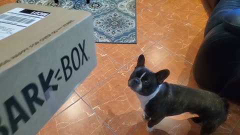 Our Frenchies Love Their Bark Box