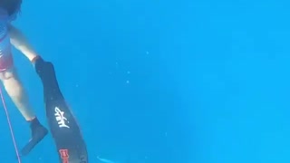 Spearfishing sea shark