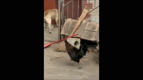 A brave cock attacks a big dog . so funny