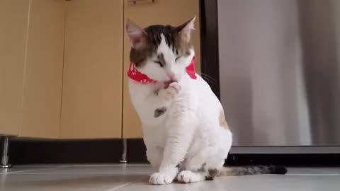 Funny Cat Video #Short