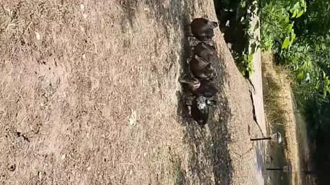 5 Mallard Ducks eating food.