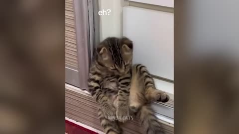 new funny cat videos