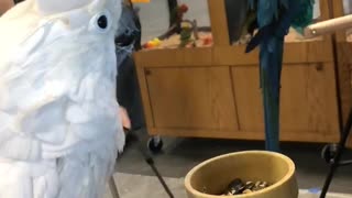 Energetic Parrot Puts on a Show