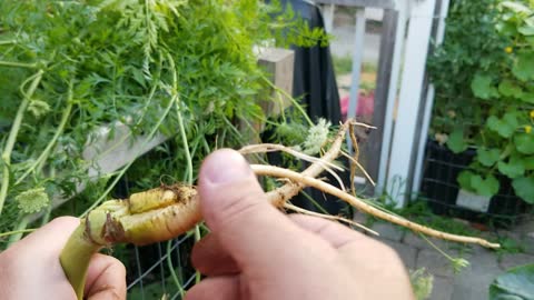 Clearing a Bed of Flowering Carrots 7-11-2022