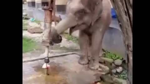 Baby Elephant thirsty