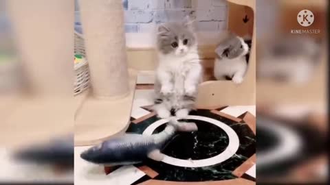 fish playing and cute cat see the fish carefully