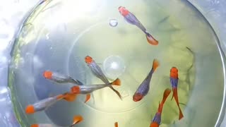 Guppy Fish