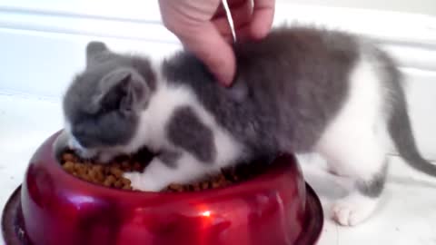 Eating angry kitten...