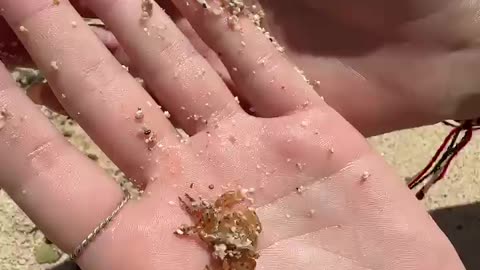Holding a tiny crab